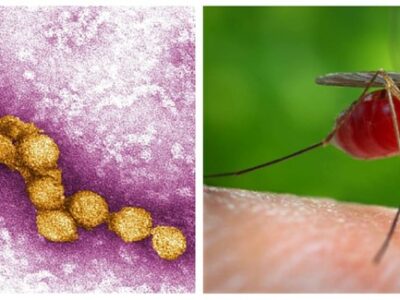 Infecció pel Virus del Nil Occidental: Coneixent una Malaltia Transmesa per Mosquits